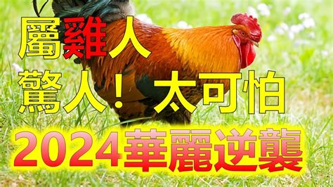 屬雞的年次|生肖雞: 性格，愛情，2024運勢，生肖1993，2005，2017